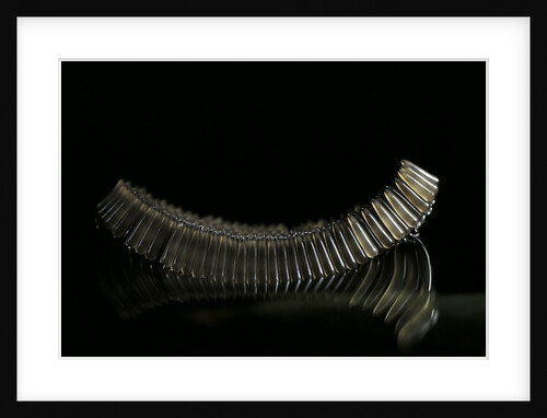 Culex pipiens (common house mosquito) - eggs floating on water surface by Anonymous