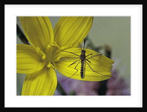 Culex pipiens (common house mosquito) - on a flower by Anonymous