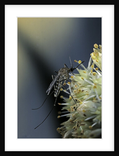 Culex pipiens (common house mosquito) - on a flower by Anonymous