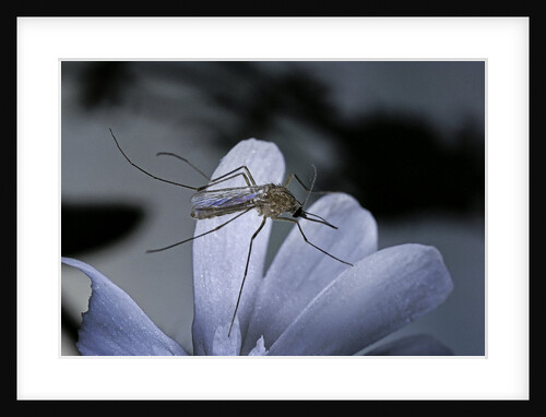 Culex pipiens (common house mosquito) - on a flower by Anonymous
