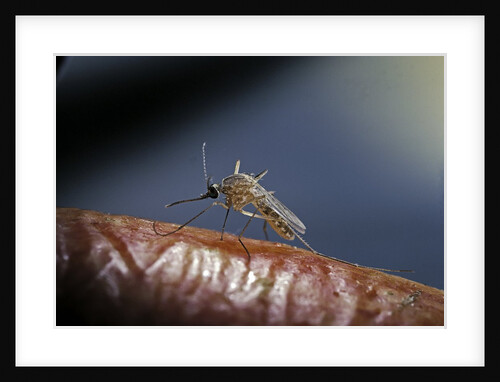 Culex pipiens (common house mosquito) - on a flower by Anonymous