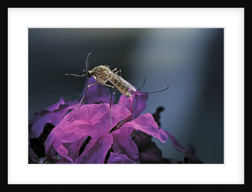 Culex pipiens (common house mosquito) - on a flower by Anonymous