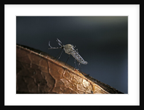 Culex pipiens (common house mosquito) - on a flower by Anonymous