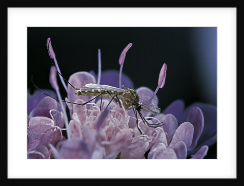 Culex pipiens (common house mosquito) - on a flower by Anonymous
