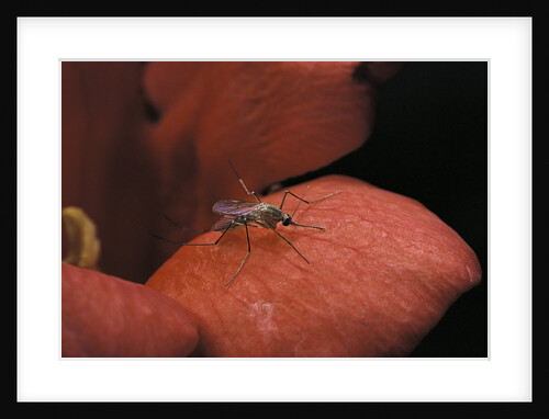Culex pipiens (common house mosquito) - on a flower by Anonymous