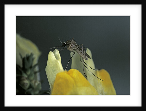Culex pipiens (common house mosquito) - on a flower by Anonymous