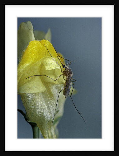 Culex pipiens (common house mosquito) - on a flower by Anonymous