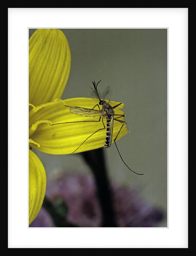 Culex pipiens (common house mosquito) - on a flower by Anonymous