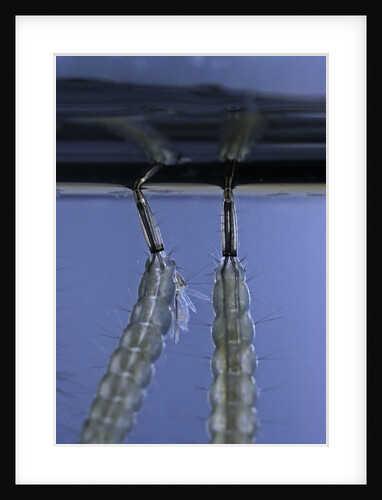 Culex pipiens (common house mosquito) - respiratory organ of larvae by Anonymous