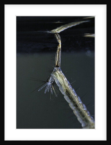 Culex pipiens (common house mosquito) - respiratory organ of larva by Anonymous