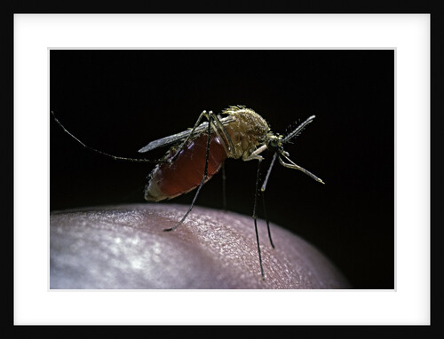 Culex pipiens (common house mosquito) - gorged with human blood by Anonymous