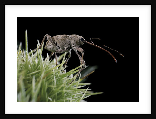 Curculio elephas (chestnut weevil) by Anonymous