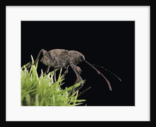 Curculio elephas (chestnut weevil) by Anonymous