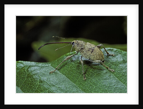 Curculio elephas (chestnut weevil) by Anonymous