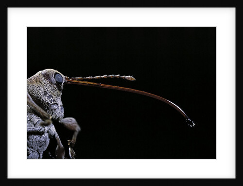 Curculio elephas (chestnut weevil) by Anonymous