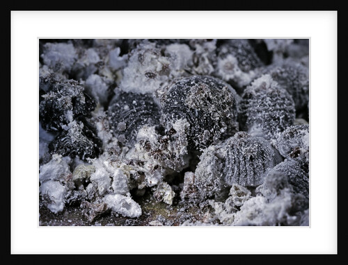 Dactylopius coccus (opuntia cochineal scale) by Anonymous