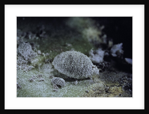 Dactylopius coccus (opuntia cochineal scale) by Anonymous