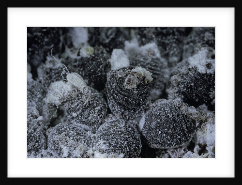 Dactylopius coccus (opuntia cochineal scale) by Anonymous