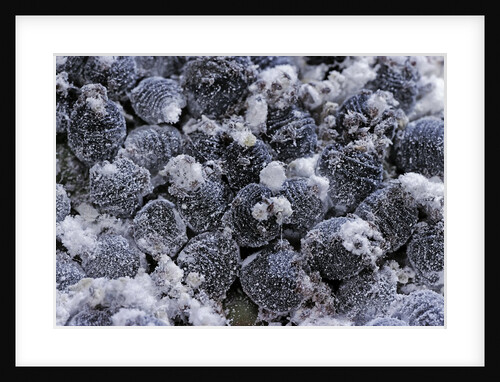 Dactylopius coccus (opuntia cochineal scale) by Anonymous