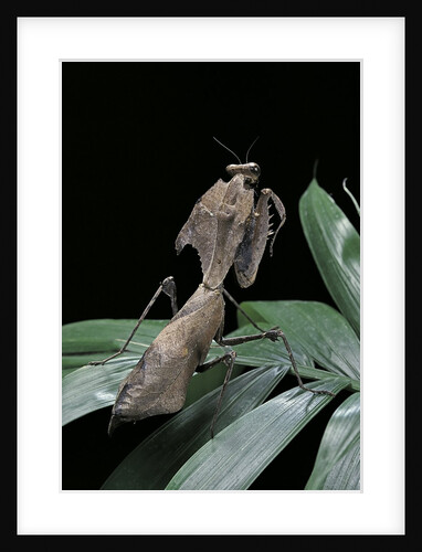 Deroplatys desiccata (giant dead leaf mantis) by Anonymous