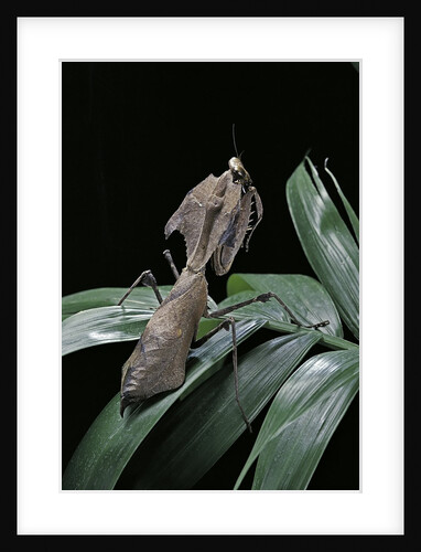 Deroplatys desiccata (giant dead leaf mantis) by Anonymous