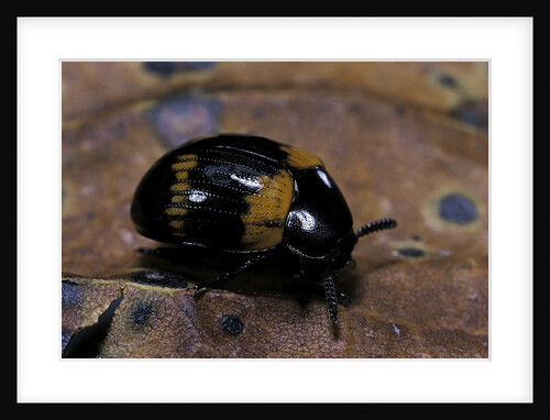 Diaperis boleti (darkling beetle) by Anonymous