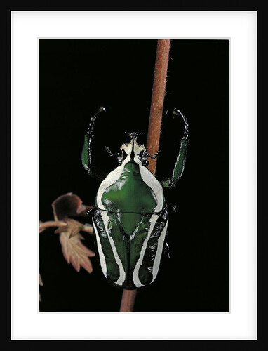 Dicronorrhina derbyana layardi (flower chafer) by Anonymous