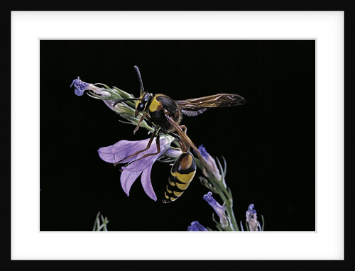 Delta unguiculatum (mud dauber wasp) by Anonymous