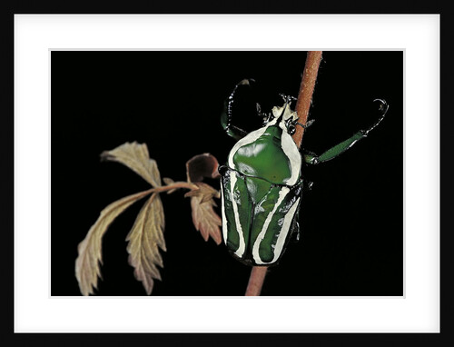 Dicronorrhina derbyana layardi (flower chafer) by Anonymous
