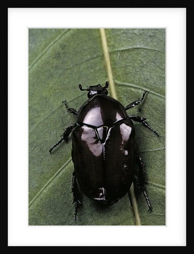Diplognatha gagates (flower chafer) by Anonymous
