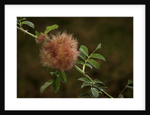Diplolepis rosae (mossy rose gall wasp) - rose bedeguar gall by Anonymous