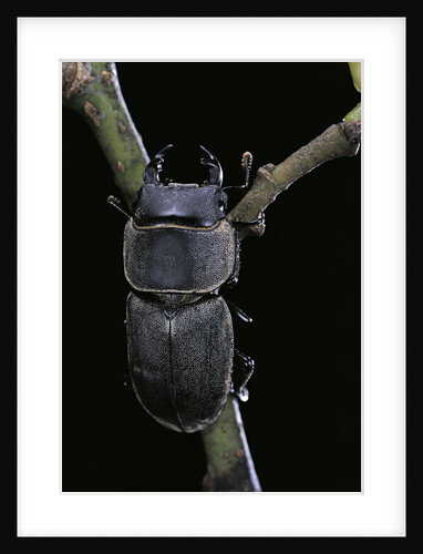 Dorcus parallelipipedus (small stag beetle) by Anonymous