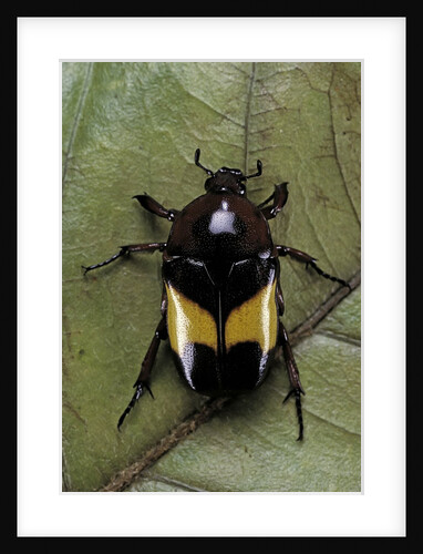 Dyspilophora abbreviata (flower beetle) by Anonymous
