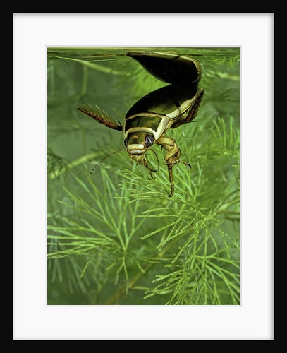 Dytiscus marginalis (great diving beetle) by Anonymous