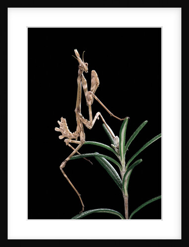 Empusa pennata (conehead mantis) - larva by Anonymous