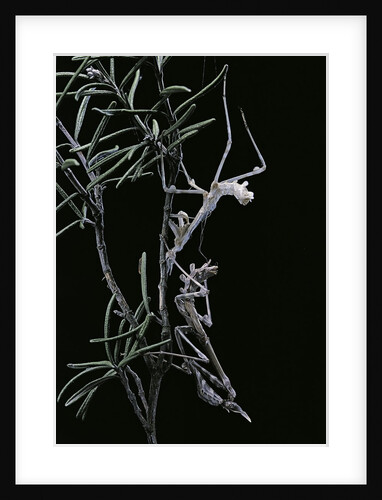 Empusa pennata (conehead mantis) - newly emerged by Anonymous