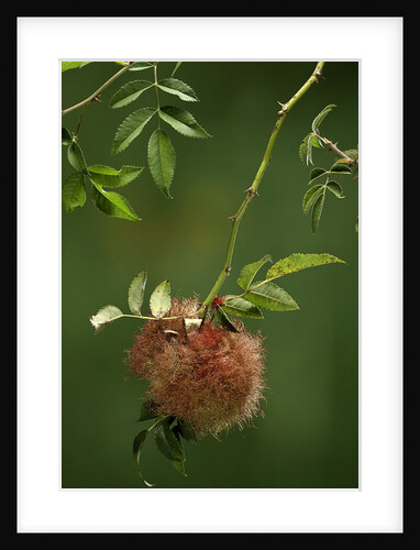 Diplolepis rosae (mossy rose gall wasp) - rose bedeguar gall by Anonymous