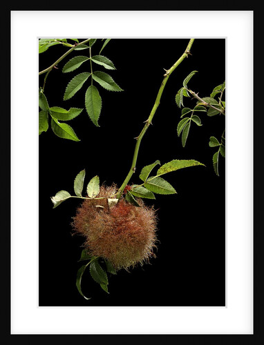 Diplolepis rosae (mossy rose gall wasp) - rose bedeguar gall by Anonymous