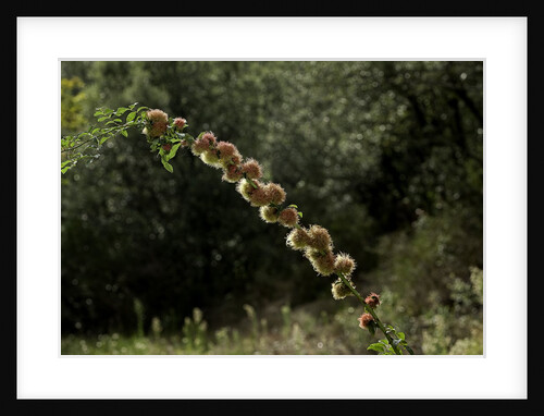 Diplolepis rosae (mossy rose gall wasp) - rose bedeguar gall by Anonymous