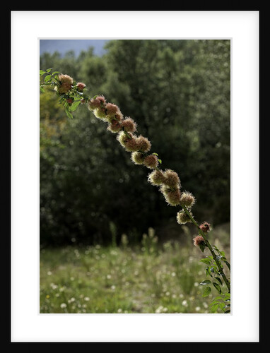Diplolepis rosae (mossy rose gall wasp) - rose bedeguar gall by Anonymous