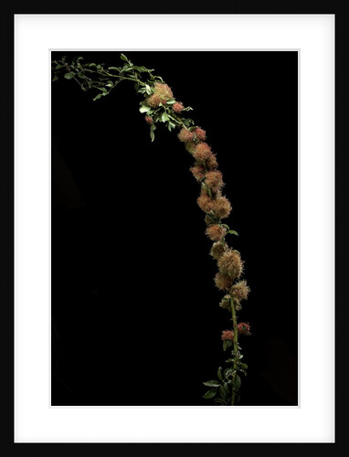 Diplolepis rosae (mossy rose gall wasp) - rose bedeguar gall by Anonymous