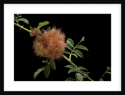 Diplolepis rosae (mossy rose gall wasp) - rose bedeguar gall by Anonymous