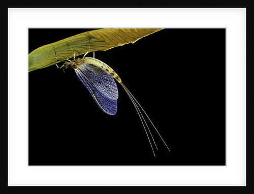 Ephemera danica (mayfly) by Anonymous