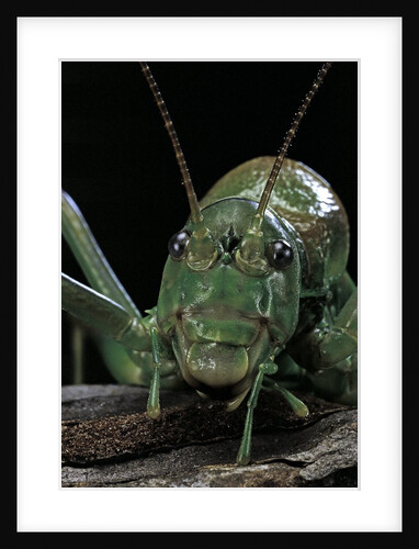 Ephippiger diurnus (bushcricket) by Anonymous