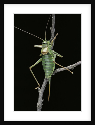 Ephippiger ephippiger (european bushcricket) by Anonymous