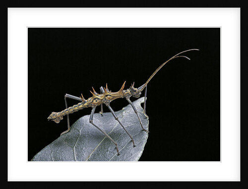 Epidares nolimetangere (touch me not stick insect) by Anonymous