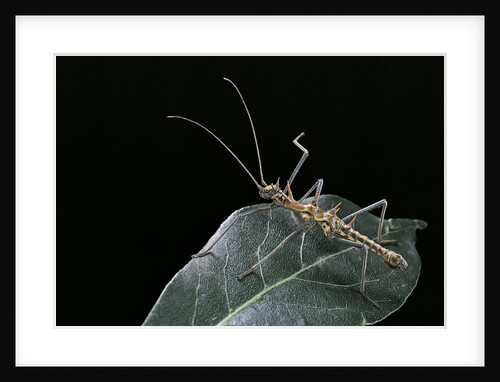 Epidares nolimetangere (touch me not stick insect) by Anonymous
