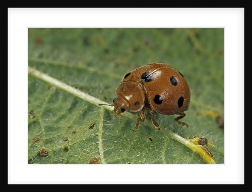 Epilachna chrysomelina (melon ladybeetle) by Anonymous