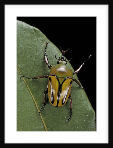 Eudicella gralli schultzeorum (flamboyant flower beetle) by Anonymous