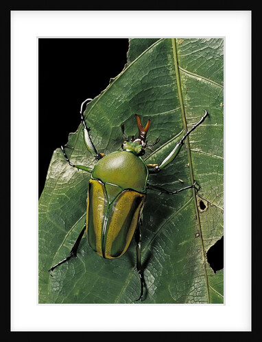 Eudicella gralli schultzeorum (flamboyant flower beetle) by Anonymous